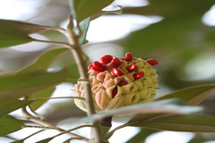 Magnolia grandiflora